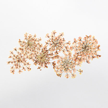 SMint Natural Dry Flower