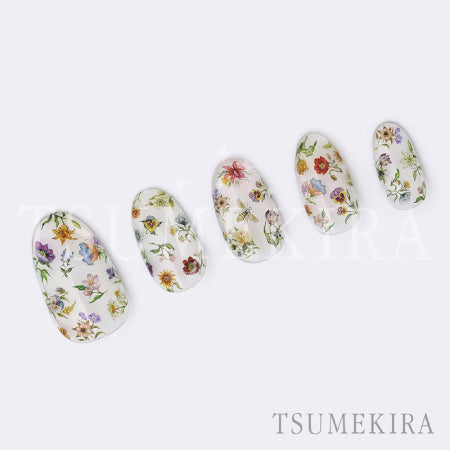 Tsumekira DAISY Produce Blooming