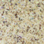 SHELL JAPAN Shell Sticker Mosaic