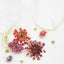 Esmint SMint Dried Flower Assort A