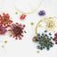 Esmint SMint Dried Flower Assortment  B