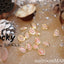 Donaclassy Rocky Coral Shell 7mm in length X 5mm in width X 3mm in height