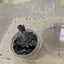 Ann Professional Dried Flower Shell  Black  4g