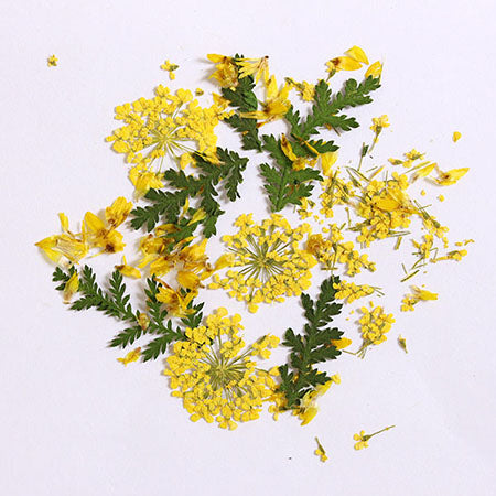 SHAREYDVA Dried Flower Mimosa Mix