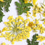 SHAREYDVA Dried Flower Mimosa Mix