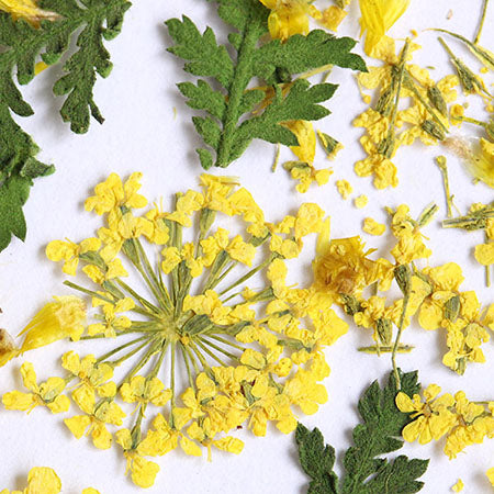 SHAREYDVA Dried Flower Mimosa Mix