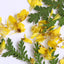 SHAREYDVA Dried Flower Mimosa Mix