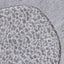 SHAREYDVA Ibitsu Na Plate Bumpy