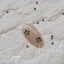 D.nail Bijou Pearl Gray 1.5mm 50 Capsules