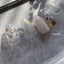 Amaily Nail Sticker No. 1-41 Flower Garden 4