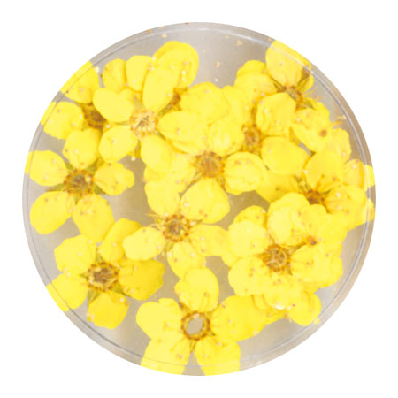 erikonail Jewelry Collection ERI-136 Dry Flower Yellow