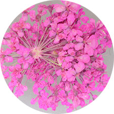 SHAREYDVA Lace Dry Flower Pink
