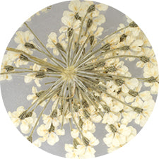SHAREYDVA Lace Dry Flower White