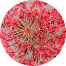SHAREYDVA Lace Dry Flower Red