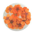 Erikonail Dry Flower Orange ERI-157